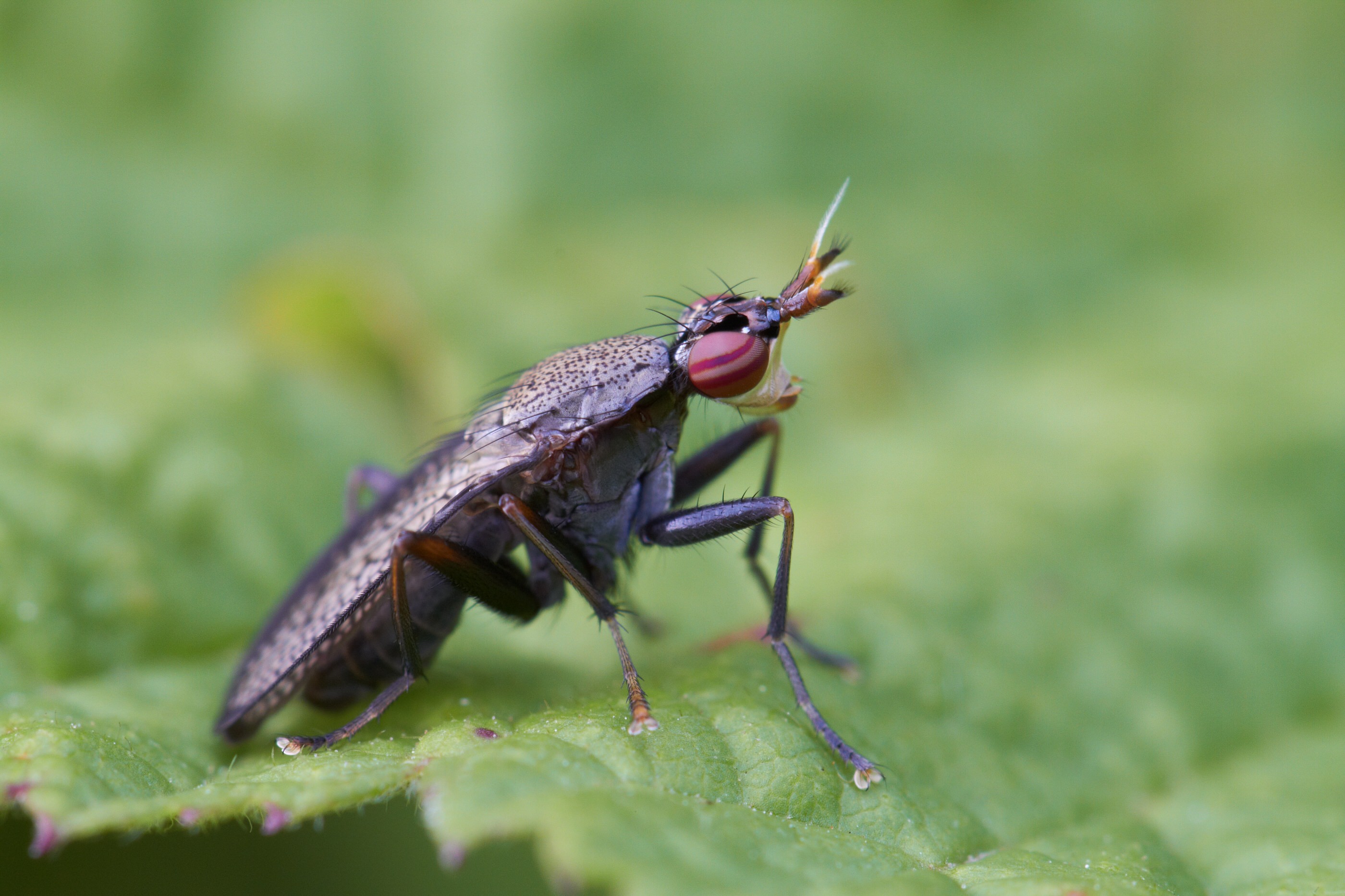 Coremacera marginata   Melierte Schneckenfliege   0014